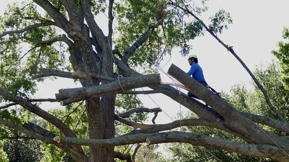 Professional Crown Thinning performed by certified arborists in Cumberland Gap
